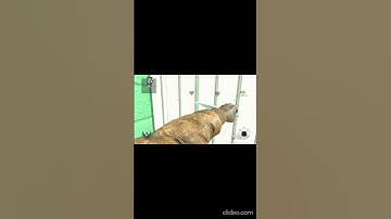 INSANE TOMAHAWK TRICKSHOT!