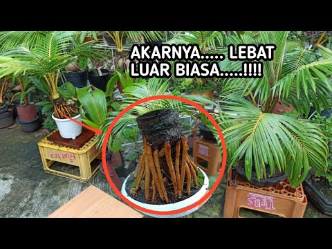 Click to Play Video