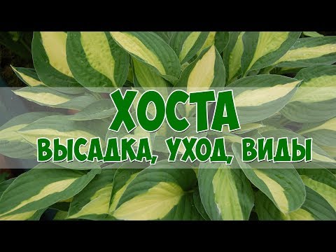 Хоста 🍃 Посадка ✅ Уход ✔️ Многолетники