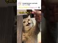 食いしん坊すぎる小さなハンター猫