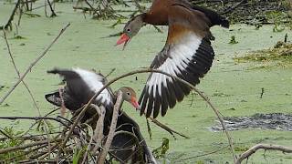 Black-Bellied Whistling Duck Parents Fight to Protect Their Ducklings