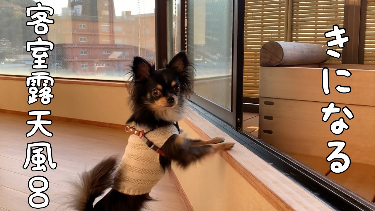 No.2 【ゆるり西伊豆】客室露天風呂付きオーシャンビューなお部屋でお誕生日お祝い