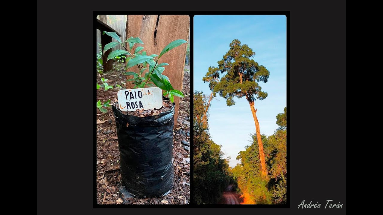 Palo Rosa (Aspidosperma polyneuron) crecimiento
