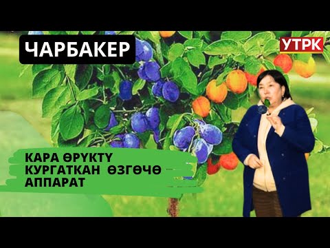 Кара өрүктү кургаткан