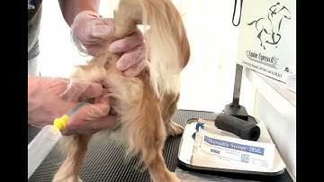 Artificial Insemination of a Dog  from a Chilled Semen Sample. Video 2 of 2