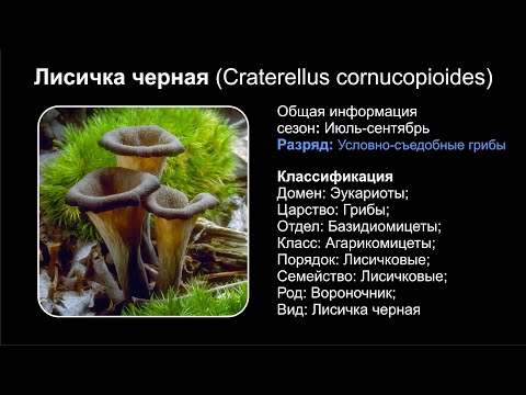 Лисичка черная (Craterellus cornucopioides)