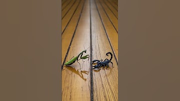 Praying Mantis vs Scorpion Epic Battle  #mantis #scorpion #insects