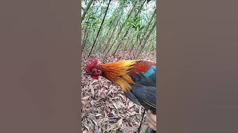 Gà Rừng Rặc Chuẩn Đẹp #shorts
