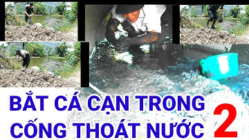 bắt cá lóc khủng trong cống thoát nước ‎phần 2 @Nattv83 