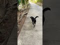 walking with my bestie 🥰🥰🥰 #everyone #likeandsubscribe #dogshorts #dogs