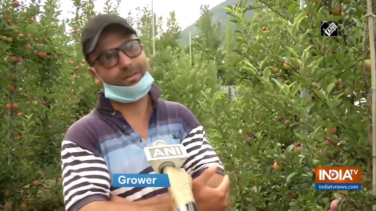 J&K govt offers modern infrastructure to increase apple production in Kupwara