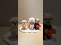 #Cut Puppy🐶, #Dog Lover Pet Happiness #Baby #Hugpet Beutiful