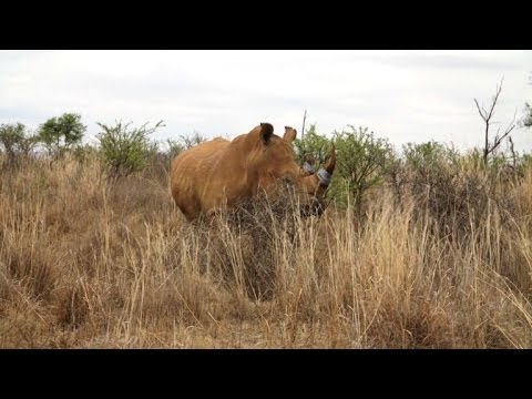 فيديو: مزاد صيد وحيد القرن في جنوب إفريقيا يثير الجدل