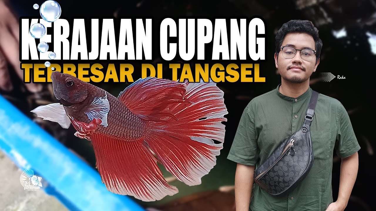 TIPS SUKSES BISNIS IKAN HIAS CUPANG: BELAJAR DARI JATUH BANGUN OWNER FISHKINIAN
