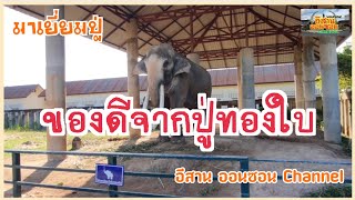 🚩ได้ของดี⁉️จากพ่อพลายทองใบ❗️บารมีเหลือล้น ใครก็อยากได้ #elephants #หมู่บ้านช้าง #พลายทองใบ