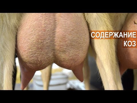 Вопрос: Есть ли в России породы вислоухих коз В чём особенность этой породы?