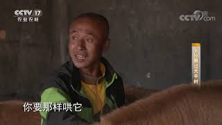 《攻坚日记》 20200730 牛铃飘过天平村|CCTV农业