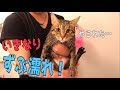 風呂場に来た猫をそのまま捕まえて水攻めしてみたwww
