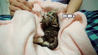 This kitten has special ways to say 'I LOVE YOU'