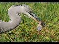 Vole eaten alive by grey heron - Graureiher verschlingt lebende Wühlmaus