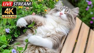 Beautiful Sleep Music for Cats 🌙 Soft Relaxing Melodies for Happy Cats, Sleep Deeply and Feel Safe screenshot 4
