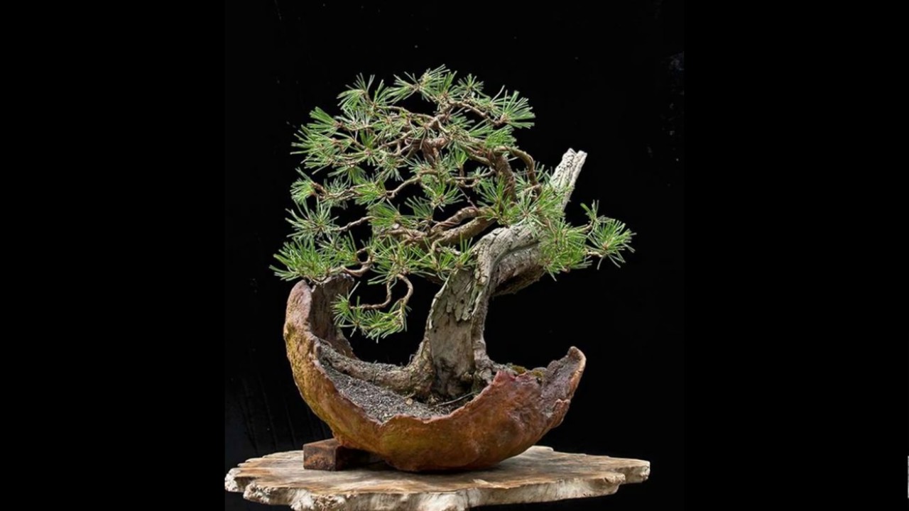 kire bonsais Kiri Bonsai Tree Trimming Shears by Koyo – Stone Lantern