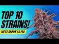 TOP 10 STRAINS WE&#39;VE GROWN SO FAR!