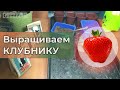 🍓 КЛУБНИКА! Выращивание с применением аминокислот