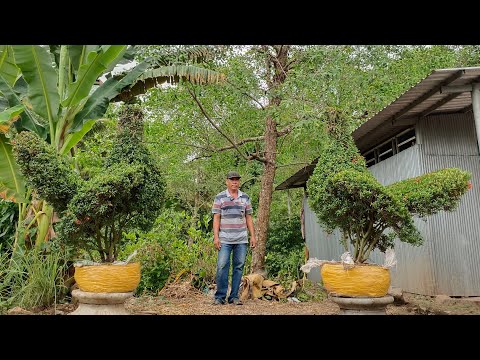 Video @Nguyệt quế, mẫu đơn (bông trang) GL ng... - youtube