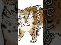 【猫アニメ】怒るでしかし【紅と金】#shorts