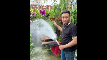 Tưới nước cho lan sao cho đúng cách giúp cây nhận đủ nước không bị khô