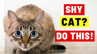 Do THIS to Let a Cat Know You Are FRIENDLY