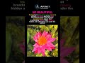 The Illusion of Decay (Nature’s Hidden Truth) 🌺 #abhyonix