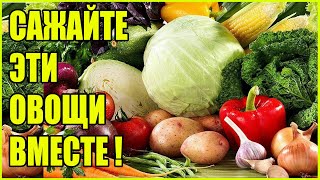 ДЛЯ БОГАТОГО УРОЖАЯ САЖАЙТЕ ЭТИ РАСТЕНИЯ ВМЕСТЕ! УРОЖАЙНОСТЬ +100% Что с чем посадить на грядке.