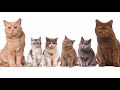 ТОП 10 умных пород кошек Самое интересное видео о кошках