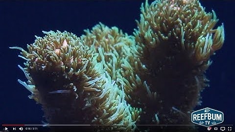 How To Maximize SPS Polyp Extension: Top 5 Tips