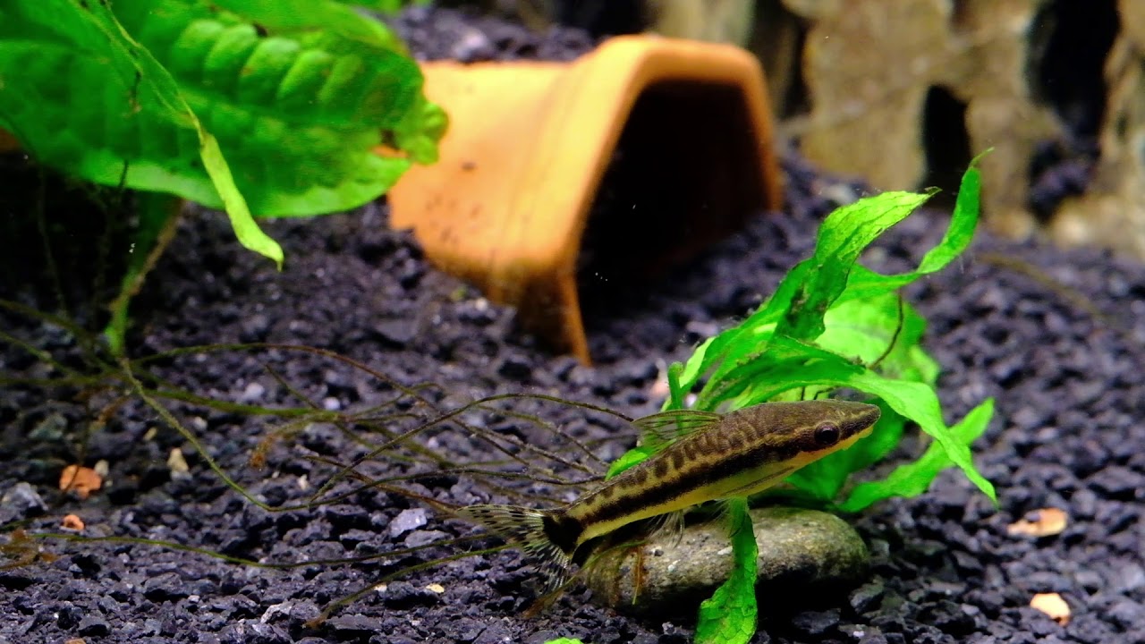 chill fish to study and relax to - YouTube
