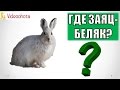 Где и Как Искать Зайца-Беляка на Охоте? Videoohota