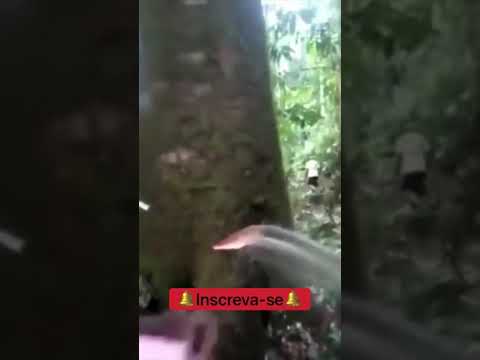 Vídeo: Como a água sobe em uma árvore?