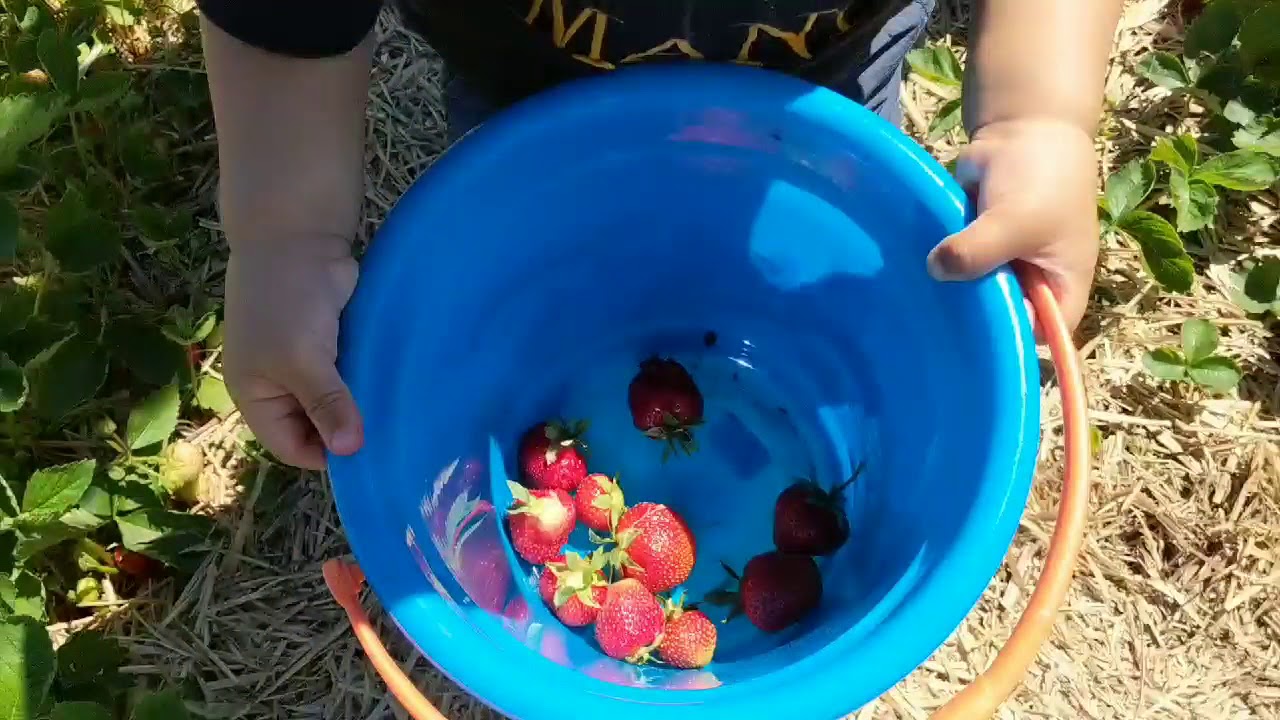 The Best and Tastiest Strawberry Picking at Brooks Farm! YouTube