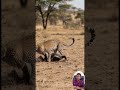 Honey Badger vs Leopard Courage Meets Power in a Real Wildlife Showdown. #honeybadger #leopard