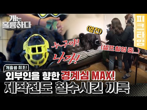 [피크타임] 개훌륭 최초 보호자 셀프 촬영!? 만나자마자 제작진 전원 철수하게 만든 끼룩이 | 개는 훌륭하다 | KBS 220711 방송