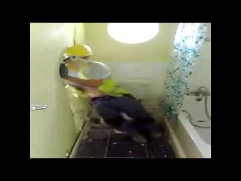 guy on toilet gets dragged through wall