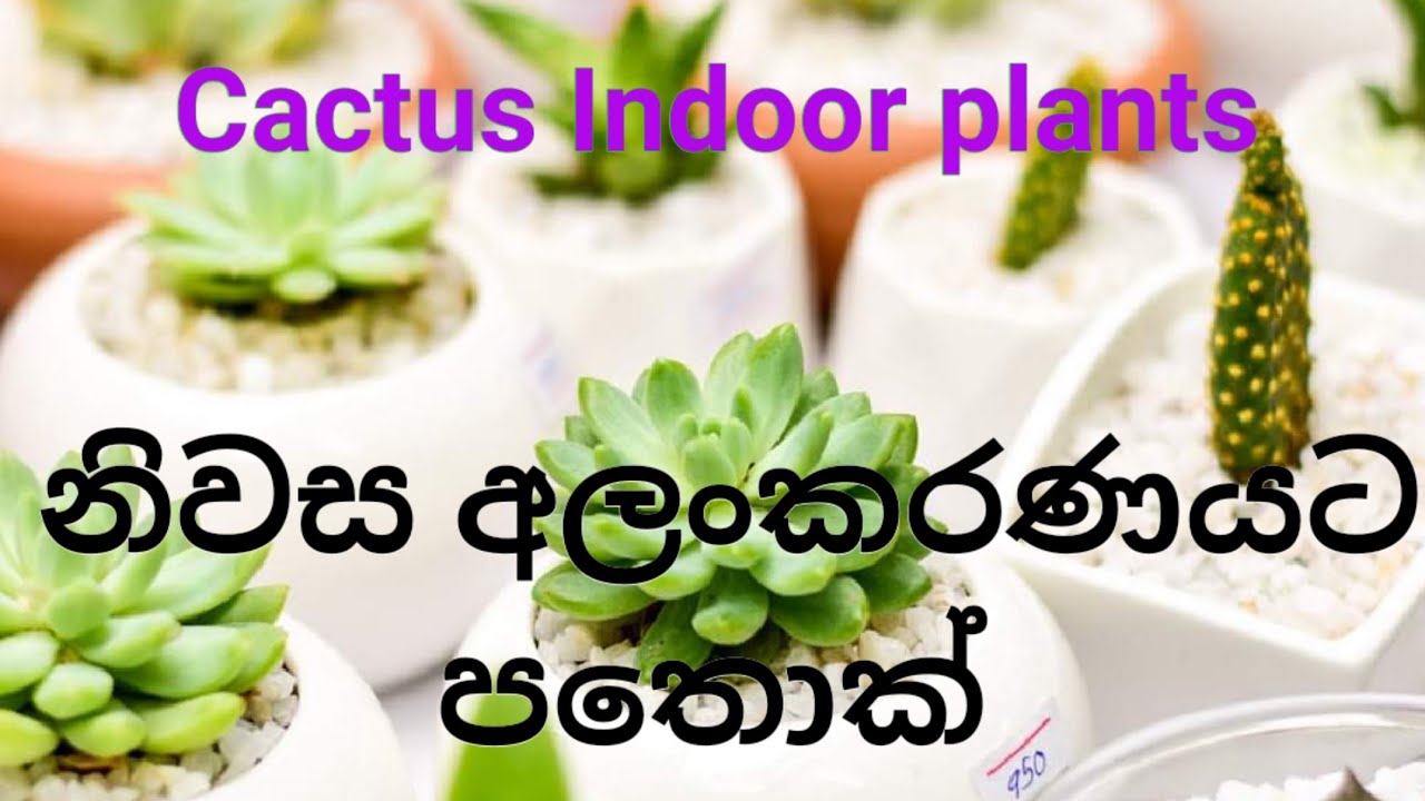 Cactus plants, cactus sri lanka, cactus sinhala, cactus cultivation