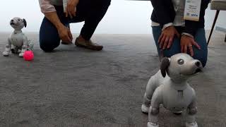 Aibo Sony's New Robot Dog at CES 2018