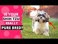 How to Identify a Pure Shih Tzu Puppy?