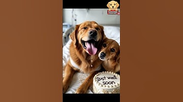Golden Retriever celebrates with love ❤️😭Happy Birthday to Fighter #shorts #virlshort wuff wuff #dog