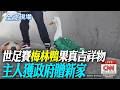 世足賽"梅林鴨"果真吉祥物 主人獲政府贈新家【全球現場】20260731 @全球大視野Global_Vision