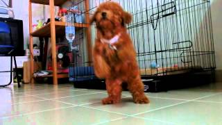 3 month old poodle puppy