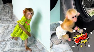 Monkey Kaka was worried when monkey Mit got into the washing drum